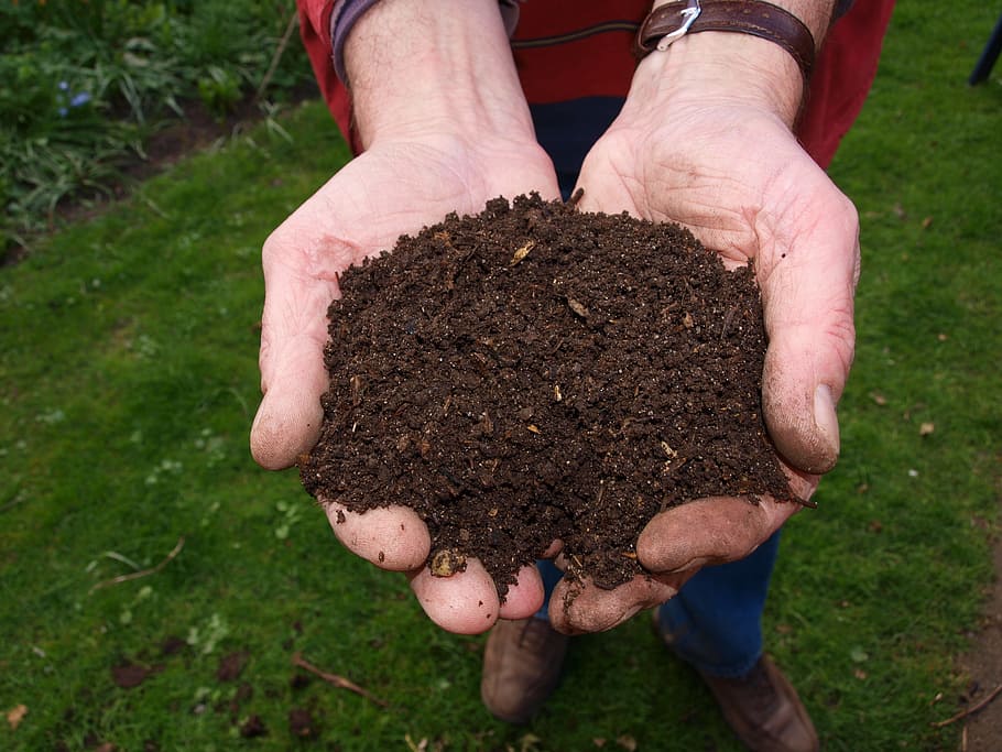 person holding brown soil near grass, Fresh, Compost, Hand, Man
