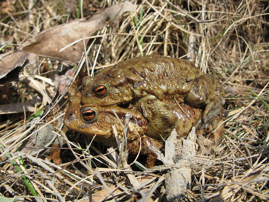 toad, frog, brown, mating, amphibian, slimy, wet, moist, animals HD wallpaper