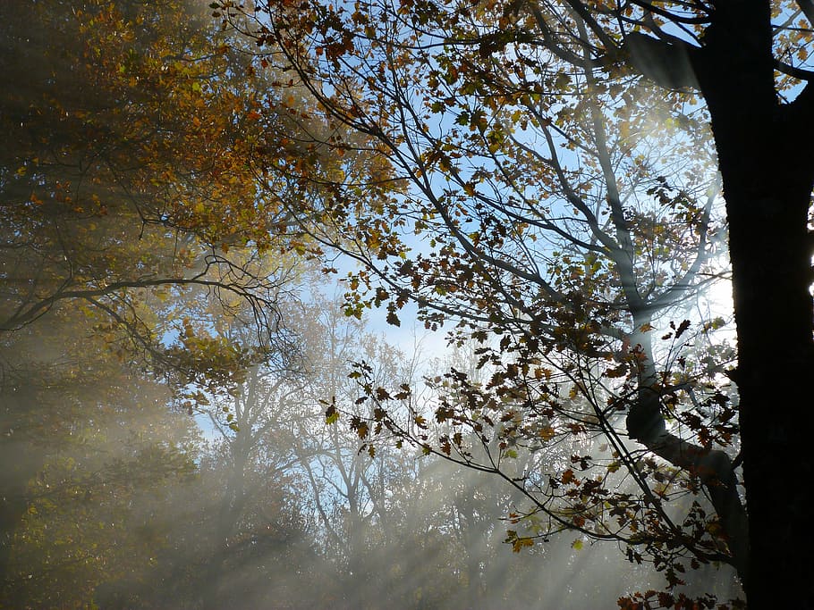 foliage, branches, sun, sky, nature, trees, fall, light and shade HD wallpaper