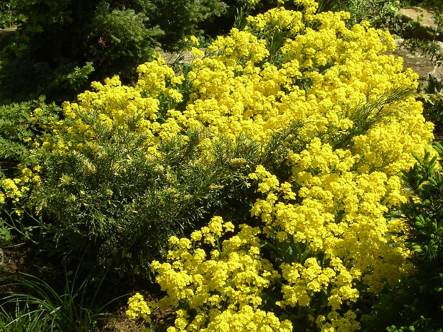 spring, spring flowers, yellow, plant, beauty in nature, green HD wallpaper