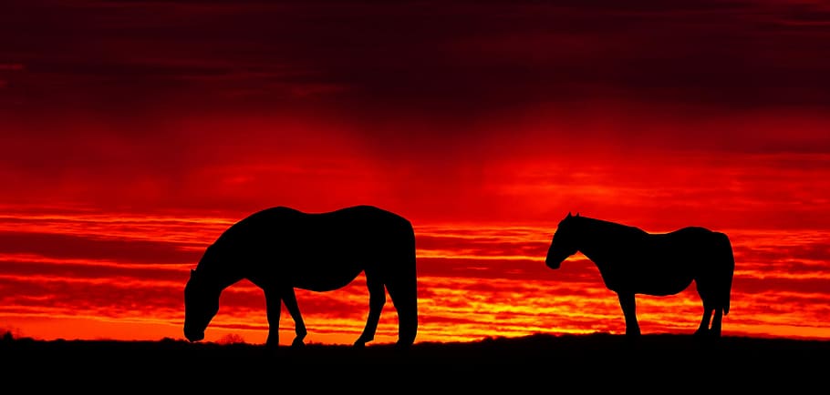 sunset, cut, evening, twilight, dawn, outdoor, horizontal, backlit HD wallpaper