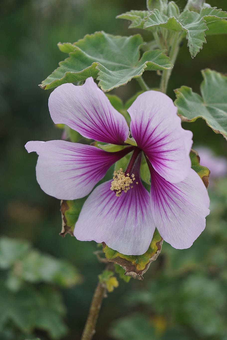 Flower, Botany, Flora, ibiscus, flowering, garden, summer, nature HD wallpaper