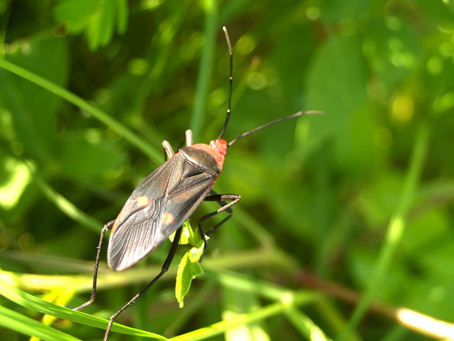 bug, colorful, rain, tree, saproxylic, rare, natural, tropical HD wallpaper
