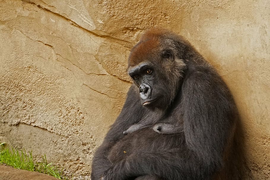 gorilla, ape, monkey, view, eyes, fur, animal themes, primate HD wallpaper