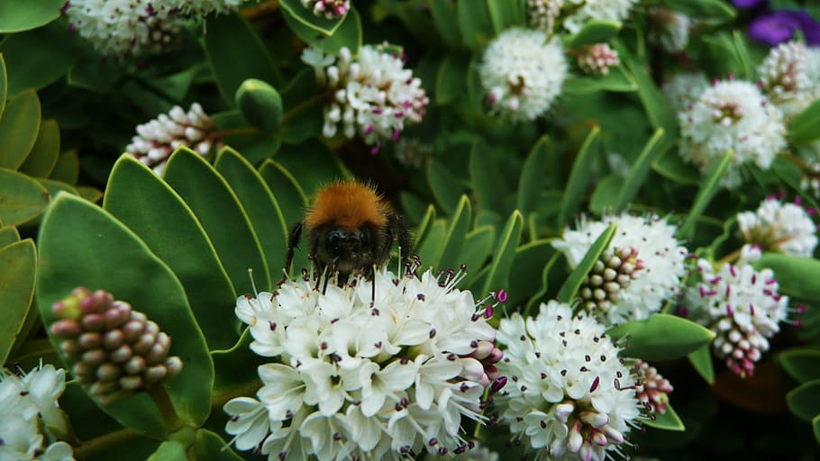 Bumblebee, Honeybee, Insect, animal, bug, nature, hive, wing HD wallpaper