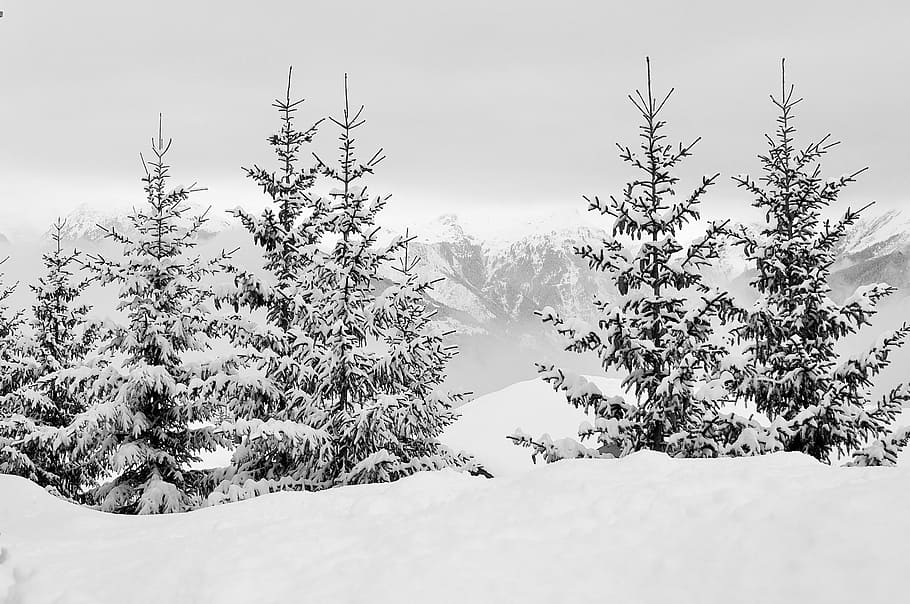 pine trees covered by snow, alps, haute-savoie, winter landscape