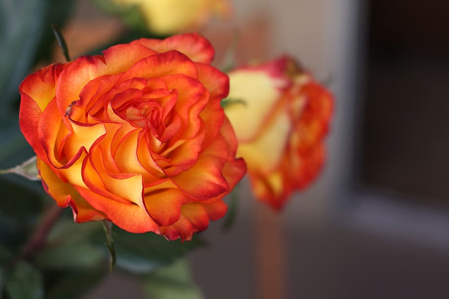 Two, Red Roses, romantic, valentine, floral, bouquet, celebration HD wallpaper