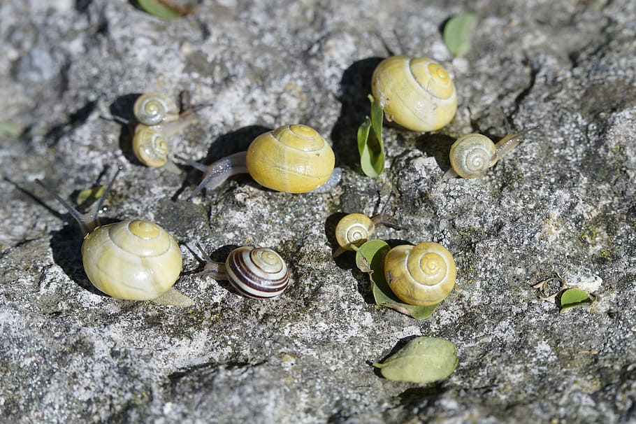 Snails, Crawl, Yellow, Shell, steinig, slowly, mollusk, nature HD wallpaper