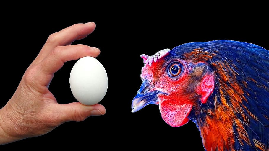 Hen, œuf, black, chick, human hand, human body part, animal HD wallpaper