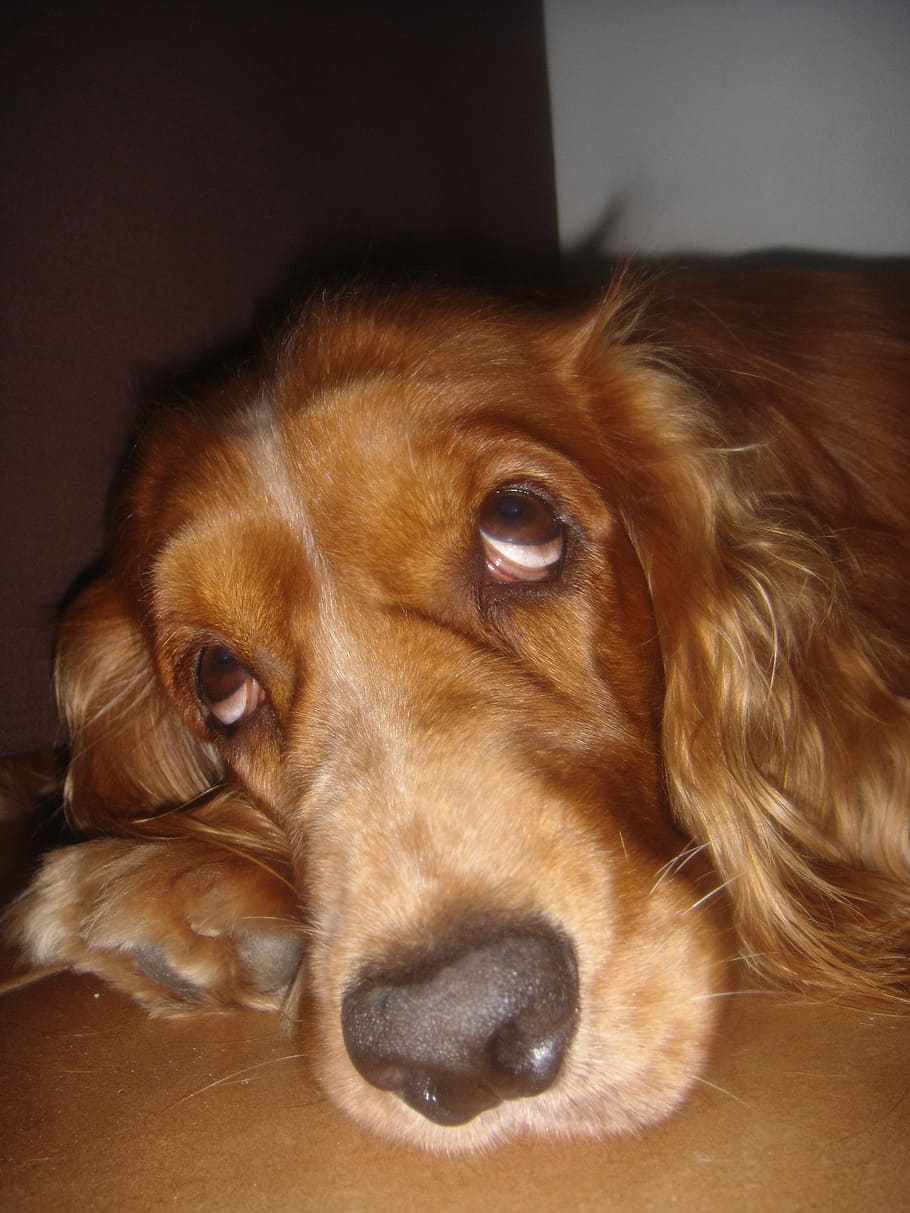 cocker spaniel, dog, pet, animal, domestic animals, canine HD wallpaper