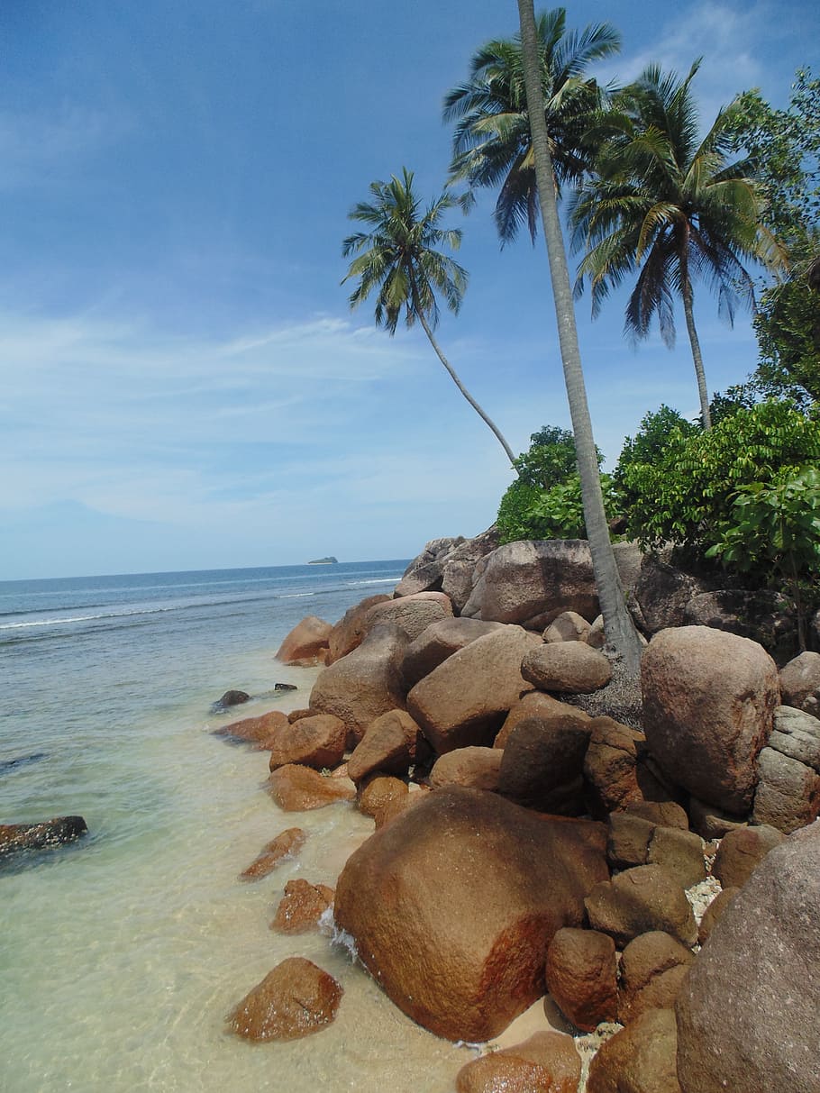 brown coconut tree, indonesia, west sumatra, tourism, travel, HD wallpaper