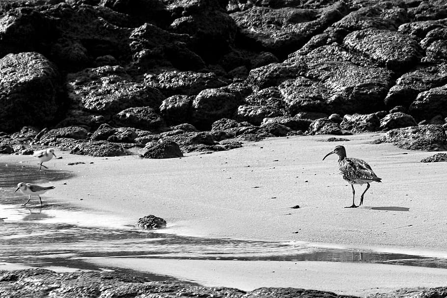 Bird, Beach, Holidays, animals in the wild, one animal, animal wildlife HD wallpaper