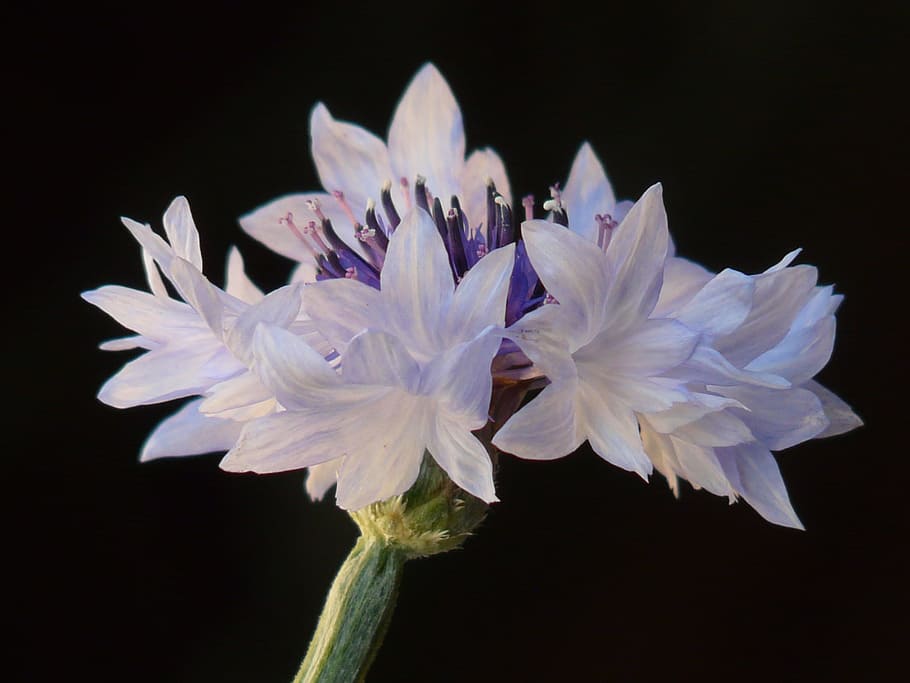 cornflower, light blue, white, light pink, blossom, bloom, summer, HD wallpaper