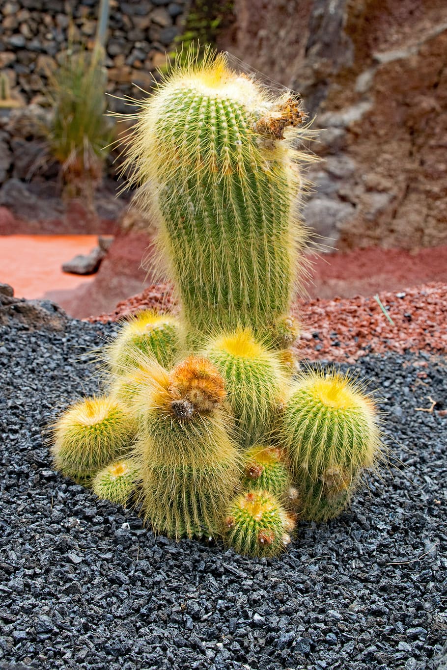 jardin de cactus, lanzarote, spain, africa attractions, guatiza HD wallpaper