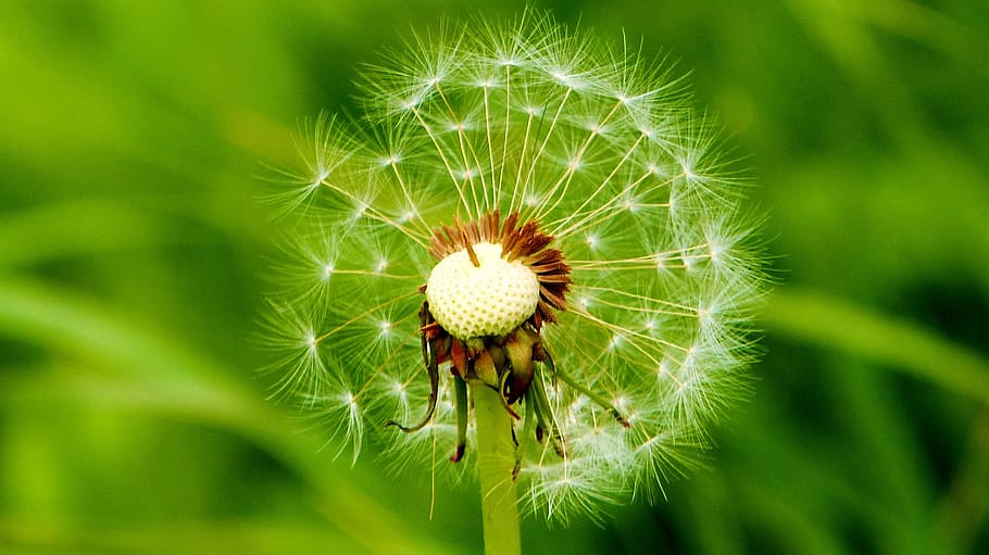 dandelion, roadside, common dandelion, nature, plant, close-up HD wallpaper