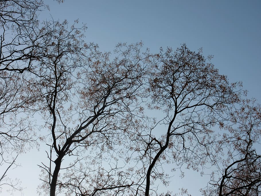 ash, kahl, trees, branches, canopy, silhouette, back light HD wallpaper