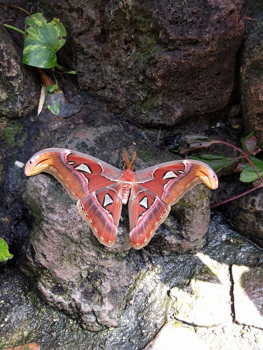 Moth, Butterfly, Big, Red, Red, Wings, animal wildlife, animal themes HD wallpaper