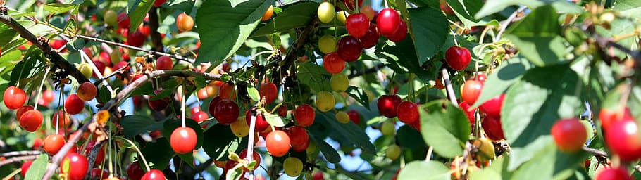 cherries, tree, cherry tree, nature, spring, blossom, plant HD wallpaper