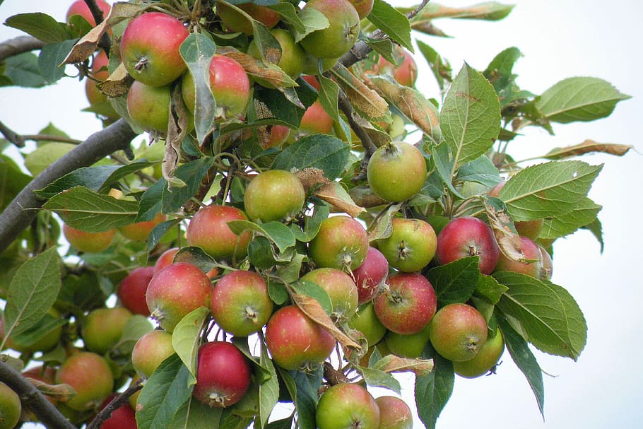 Apple, Tree, Tree, Branch, Apple Tree, Autumn, fruit, fruits HD wallpaper