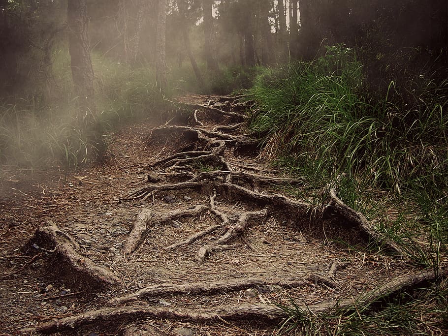 green grass, path, roots, mountain, the haze, forest, horror HD wallpaper