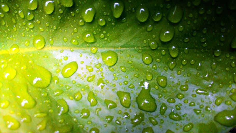 Leaf, Water, green, green Color, nature, drop, freshness, dew HD wallpaper