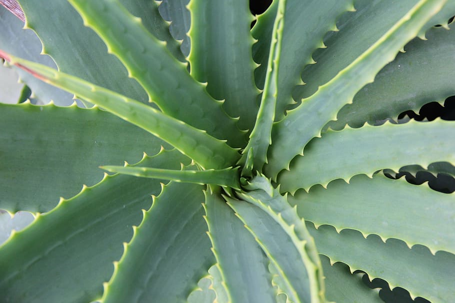 closeup photo of green needle leaf plant, aloe vera, succulent, HD wallpaper