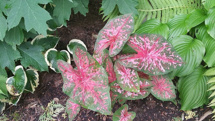 Hosta, Cyclamen, Ferns, Spring, Pink, wood, nature, morning HD wallpaper
