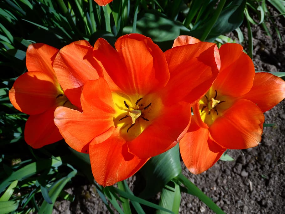 Hue hotsell tulip flare