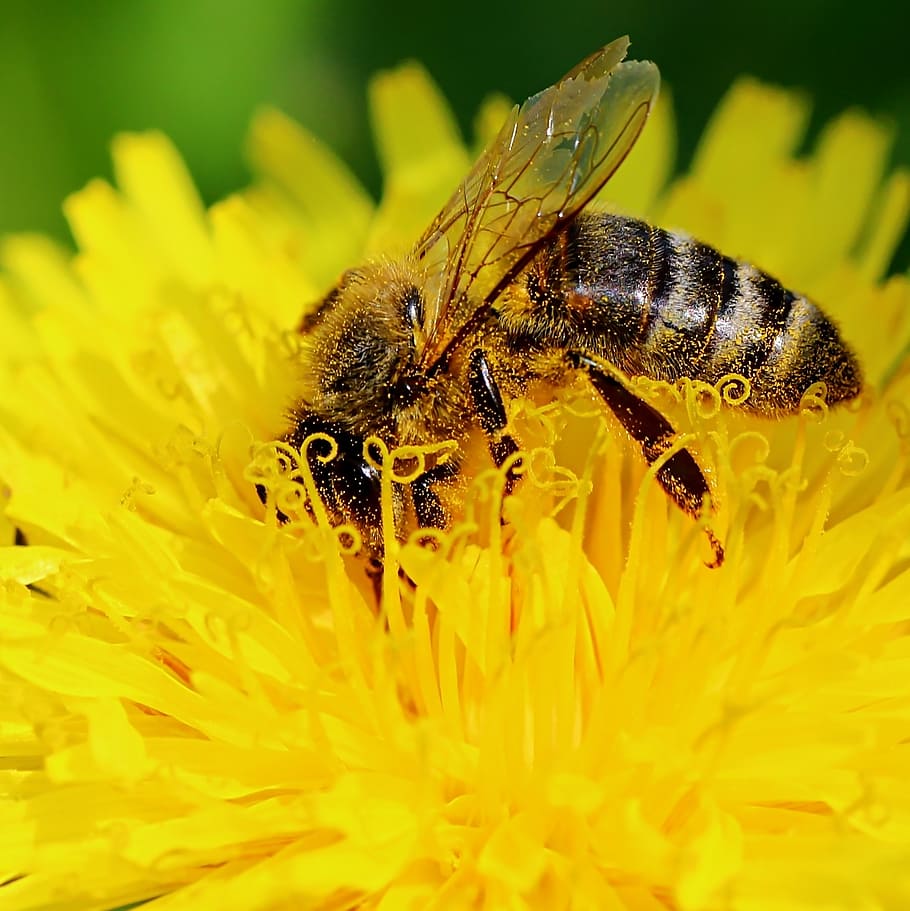 selective focus photography of honey bee perched on flower HD wallpaper
