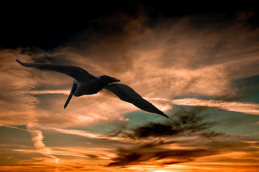 brown pelican flying under sky, sunset, clouds, florida, nature HD wallpaper