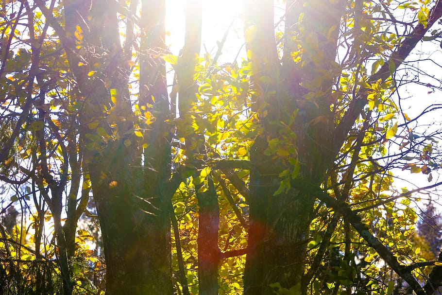 landscape, trees, nature, sun, autumn, fall, plant, sunlight HD wallpaper