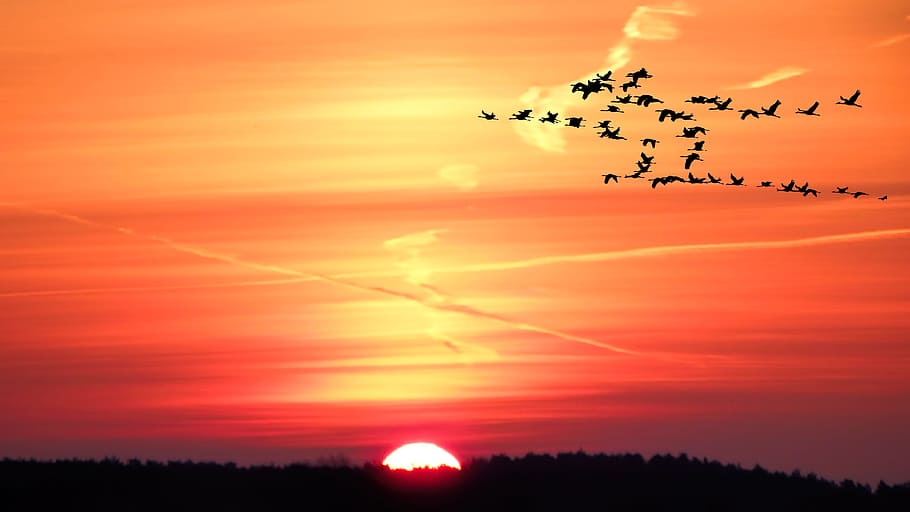 silhouette photo of birds in flight, Landscape, Sunrise, Birds, Fly