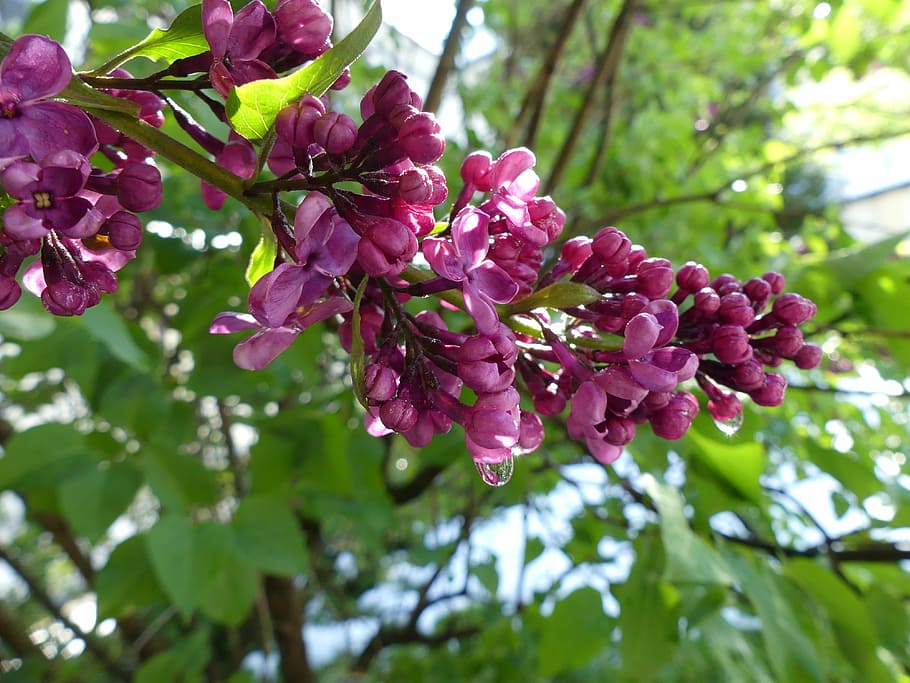lilac, dew, bloom, blossom, violet, spring, bush, growth, plant HD wallpaper