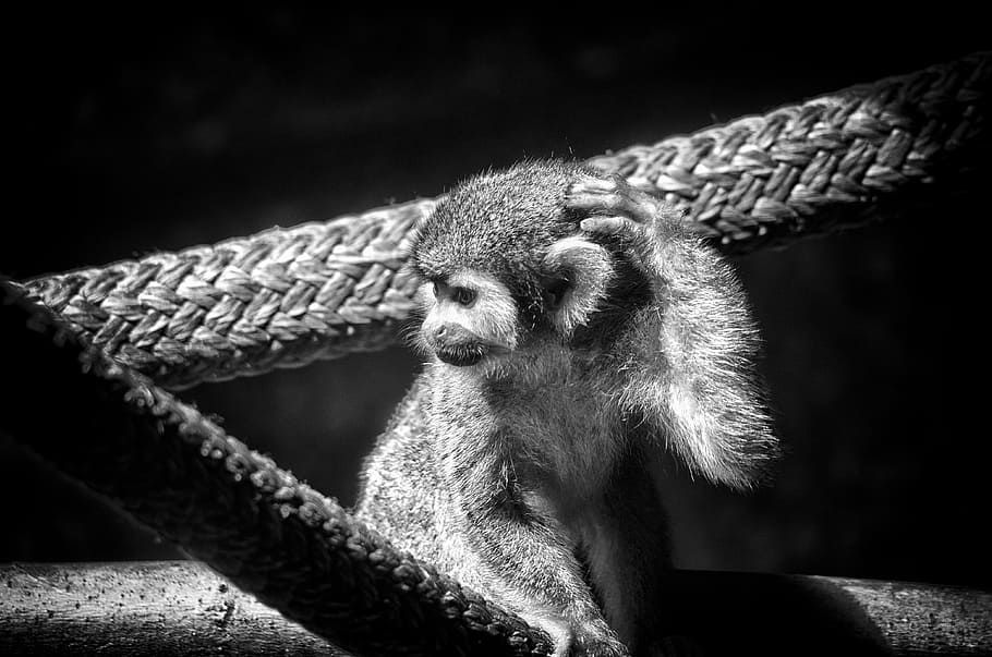 monkey, spider monkey, primate, animal, wildlife, mammal, jungle HD wallpaper