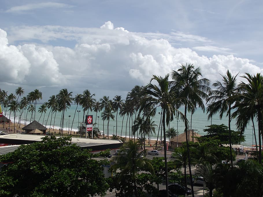 maceió, beach, mar, sol, nature, tree, tropical climate, palm tree HD wallpaper