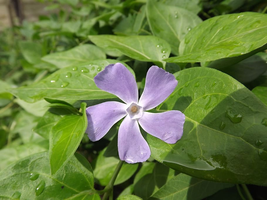 flower, nature, fresh, plant, beauty in nature, growth, flowering plant HD wallpaper