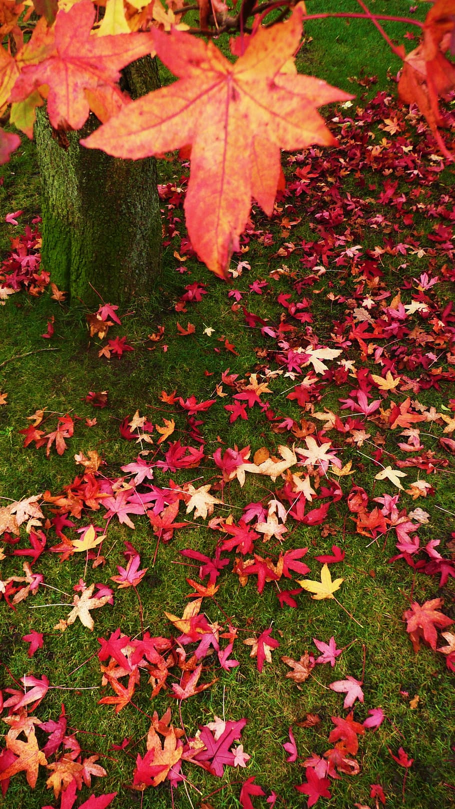 Red, Orange, Leaves, Tree, Seasons, Lawn, grass, autumn, leaf HD wallpaper