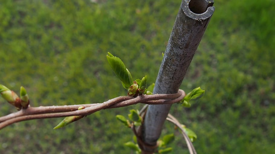 spring, bud, blooms, green, plant, sprig, blooming tree, green color HD wallpaper