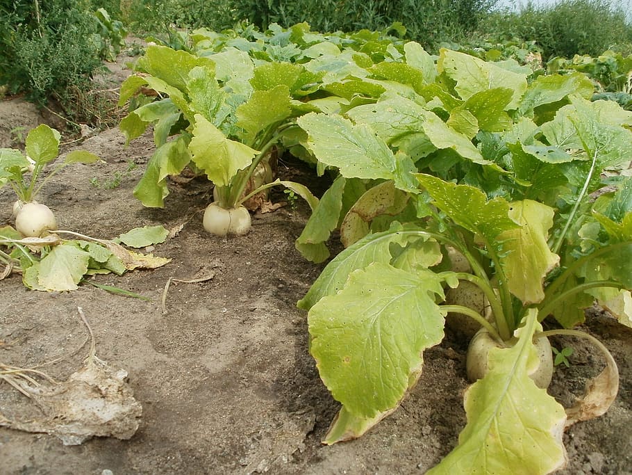turnip, fields, green, agriculture, rural, plant, landscape HD wallpaper