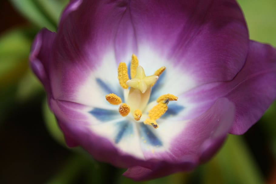 tulip, purple, stamp, flowers, close, violet, breeding tulip, HD wallpaper