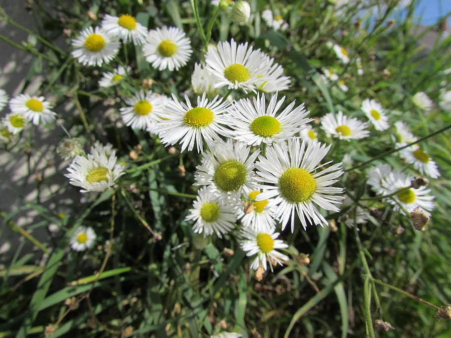 Flower, Chamomile, flowers, growth, nature, fragility, plant HD wallpaper