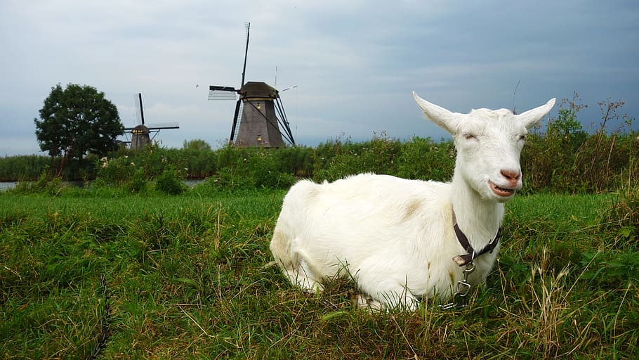 goat, mill, wind mill, landscape, grass, kinderdijk, cultural heritage HD wallpaper