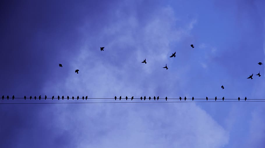 Silhouette Photography of Birds in Flight and Perched on Electricity Line HD wallpaper