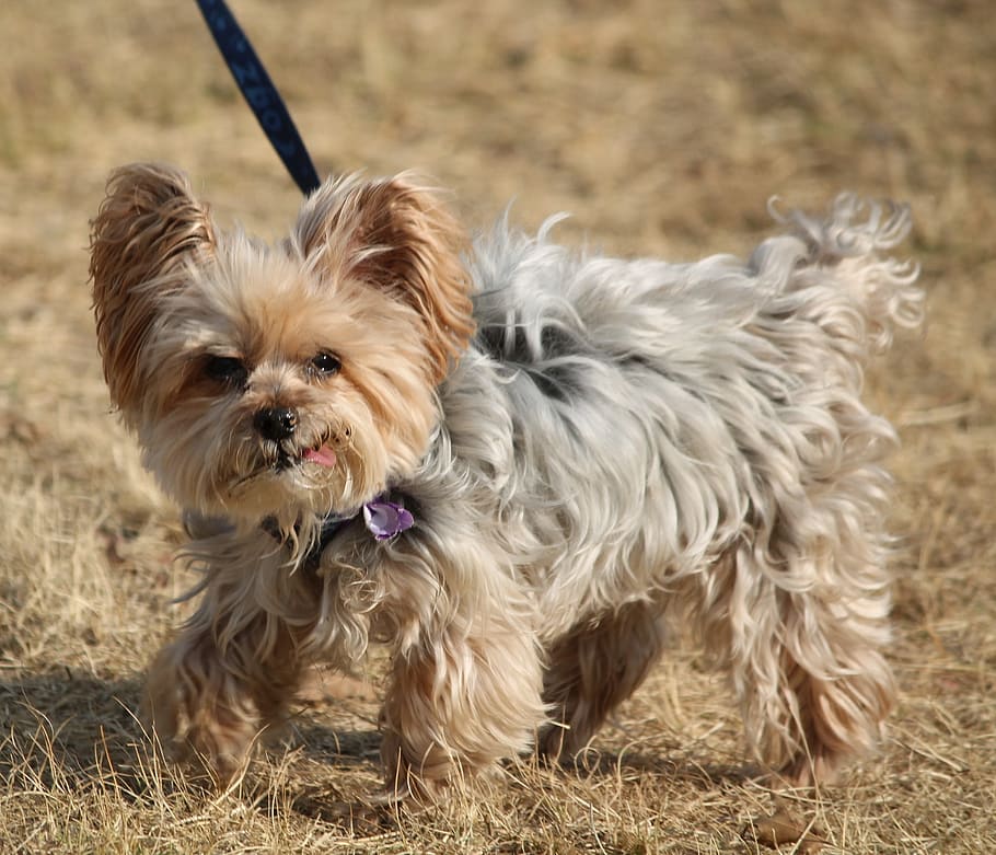 dog, small, cute, leash, adorable, tongue, lovely, pet, little HD wallpaper