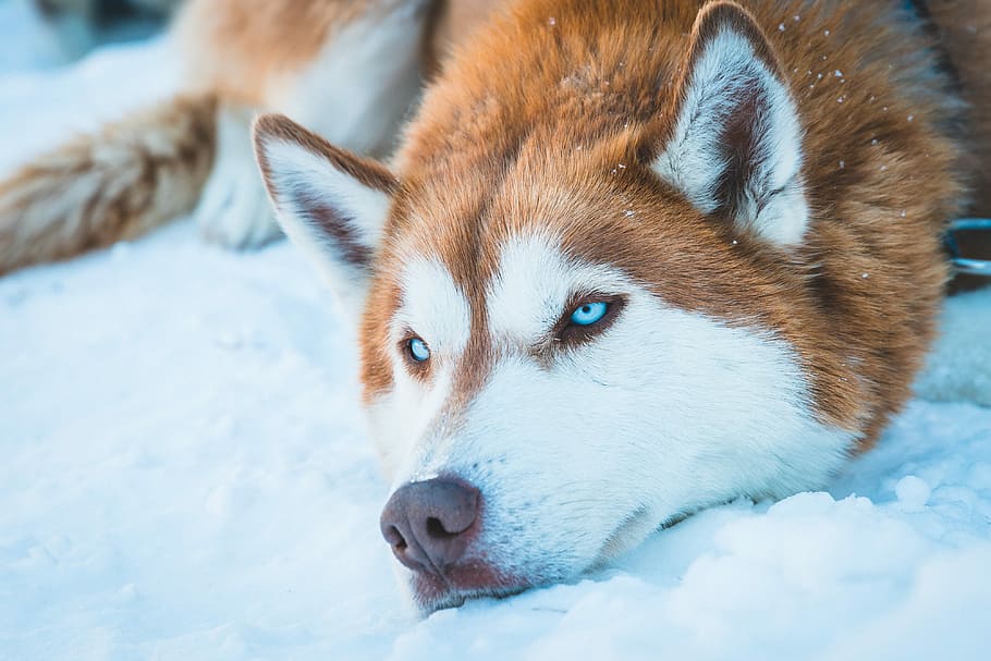 brown and white Siberian husky, copper and white Siberian husky prone lying on snow field at daytime