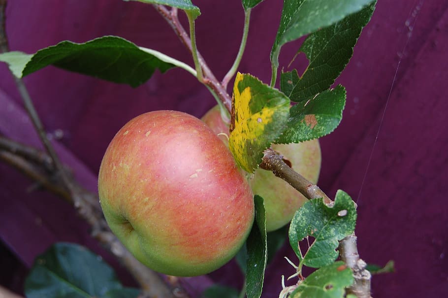 apple, fruit, apple tree, gardening, food and drink, healthy eating HD wallpaper