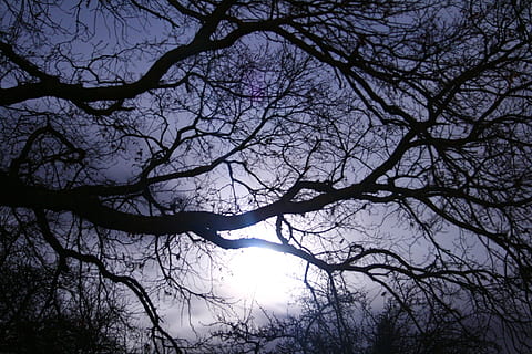 down angle photo of bare tree, darkness, aesthetic, nature HD wallpaper