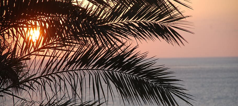 silhouette palm tree, ocean, tropical, beach, travel, sea, summer HD wallpaper