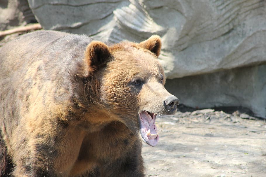 grizzly bear walking near gray concrete rock formation, brown