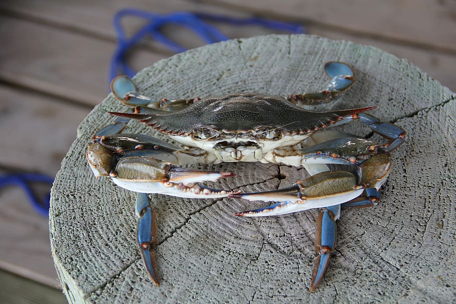 gray crab on stump, Blue Crab, Louisiana, Grand Isle, pinchers